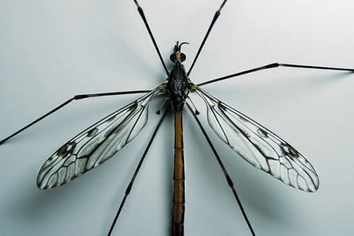 Crane Fly 2