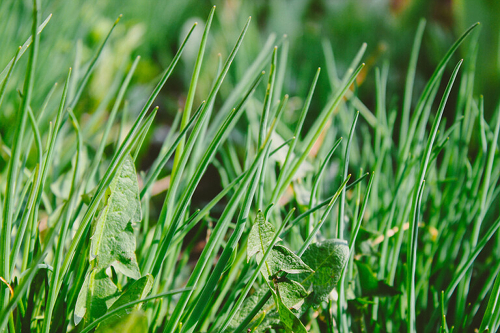 Weeds 2